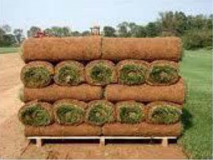 Sod Farm